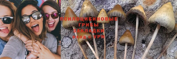 прущие грибы Алексин